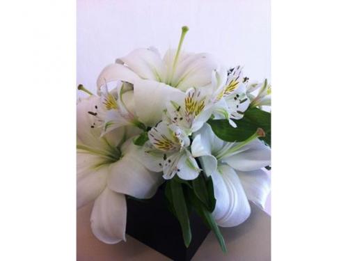 Elige el que más te guste