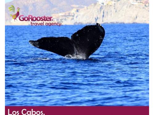 Los cabos