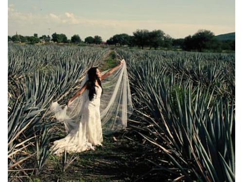 Novia y agaves