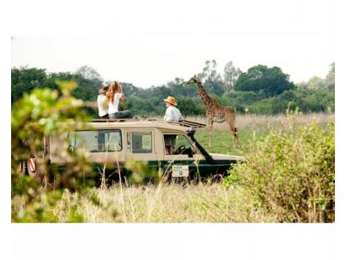 Disfruta de un safari