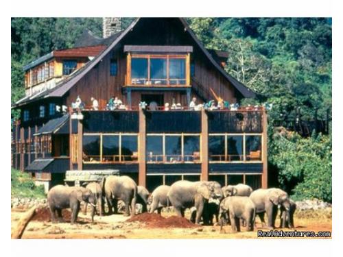 Convive con los elefantes