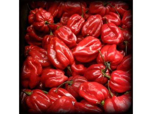 Chiles  de  diferentes  estilos