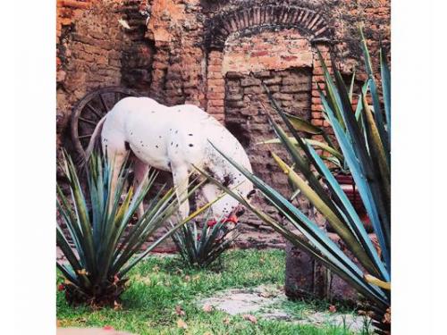 Caballo en la hacienda