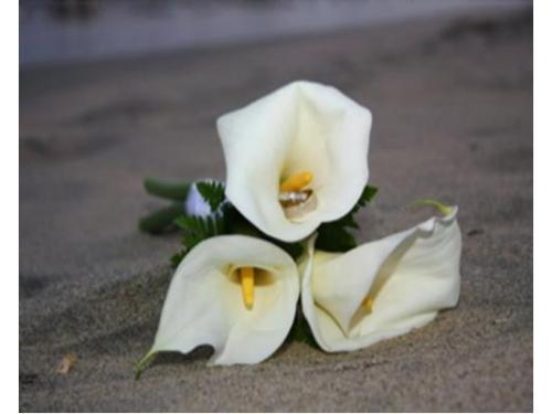 Fotografías de calidad