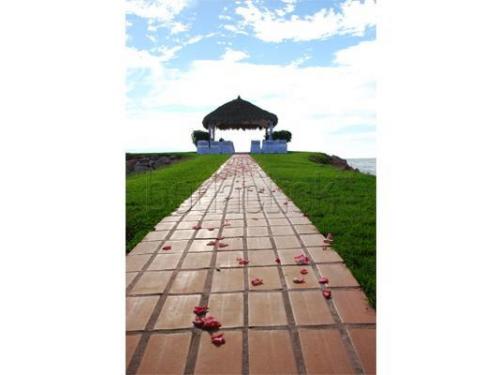 Pétalos de rosa en el camino