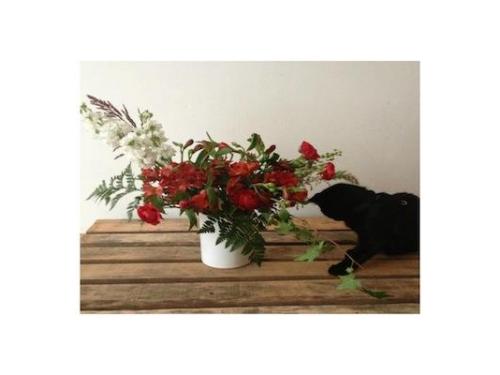 Rosas para la mascota