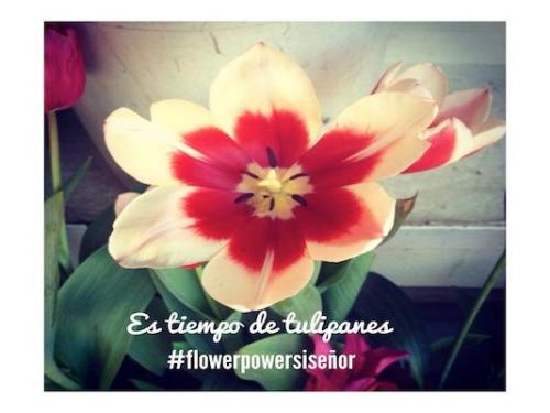 Tulipán