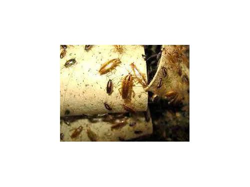 Diga no a las plagas