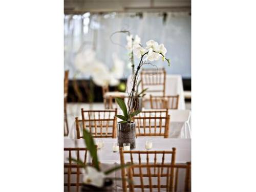 Orquideas floristeria