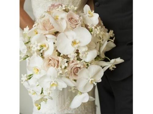 Orquideas floristeria