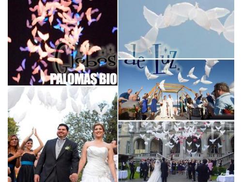 Liberación de  palomas bio