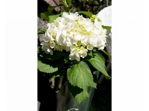 Bellas flores naturales