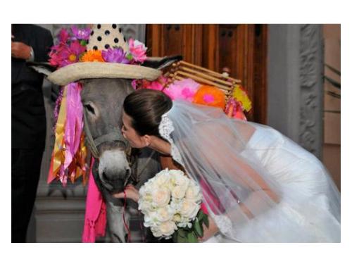 Novia besando al burrito