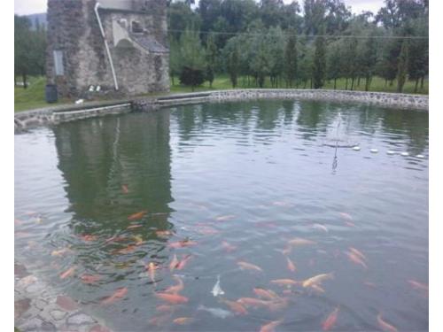 Estanque con peces