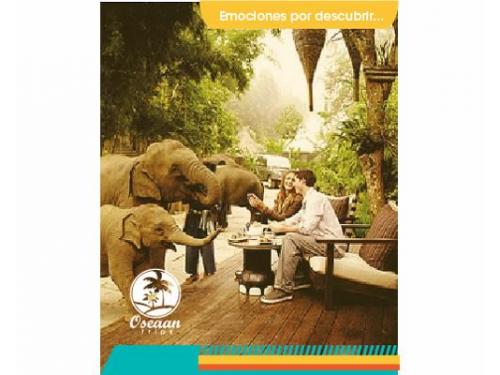 Convive con elefantes