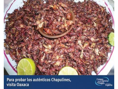 Chapulines de 
oaxaca