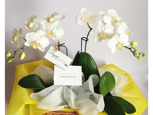 Arreglo doble blanco