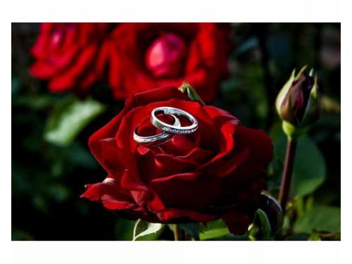 Anillos de los novios