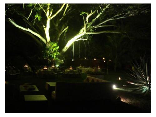 Iluminación verde en árboles