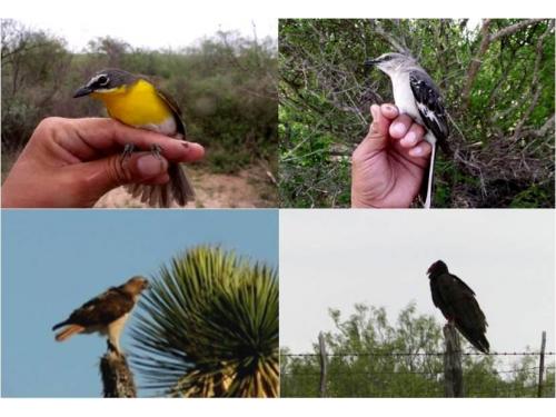 monitoreo de aves silvestres