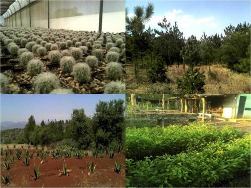 reforestaciones con especies forestales y silvestres