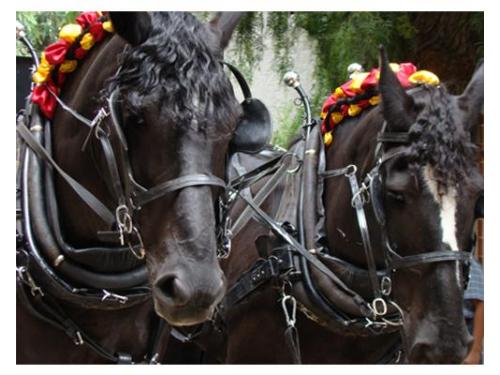 Como siempre lo soñaste