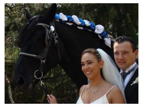 Caballos increíbles