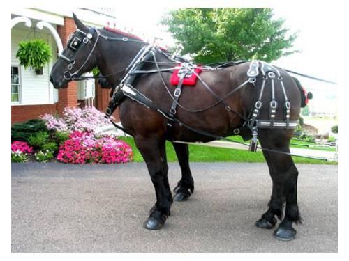 La manera más romántica de llegar