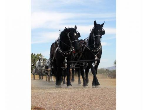 Percherones pura sangre