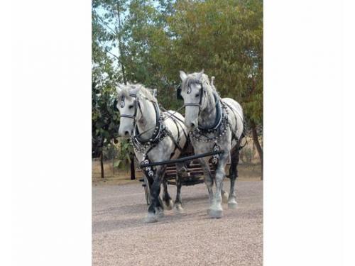 Soberbios percherones