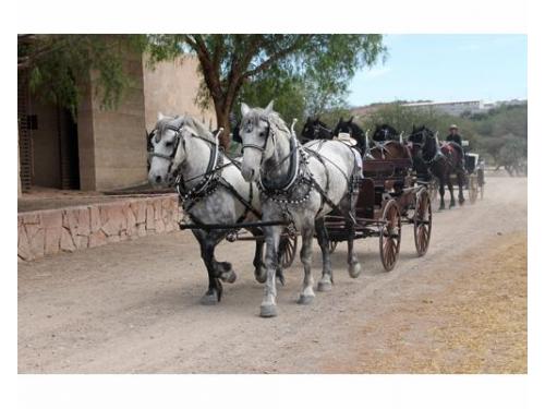 Servicio de carruaje para bodas