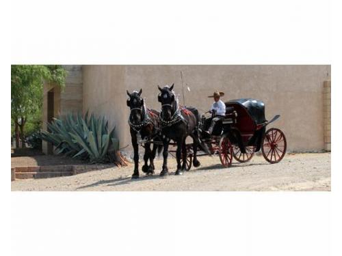 Elegantes percherones