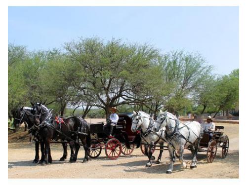 Percherones cafés y blancos
