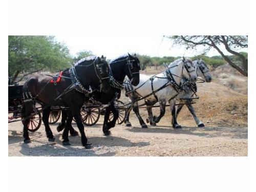 Percherones en excelentes condiciones