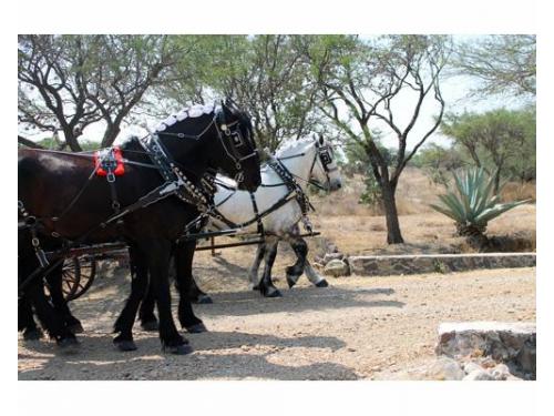 Tu llegada será con estilo