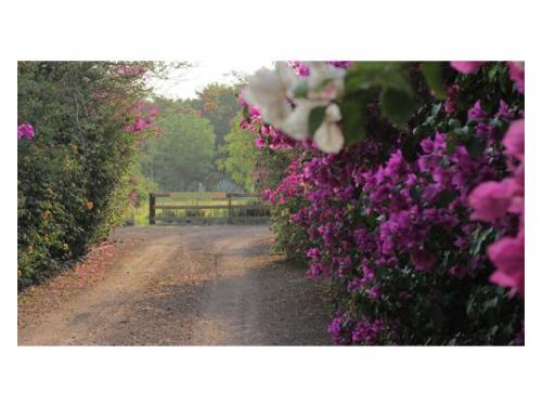 Camino de bugambilias