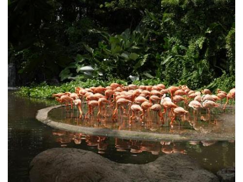 Singapur - parque de aves jurong