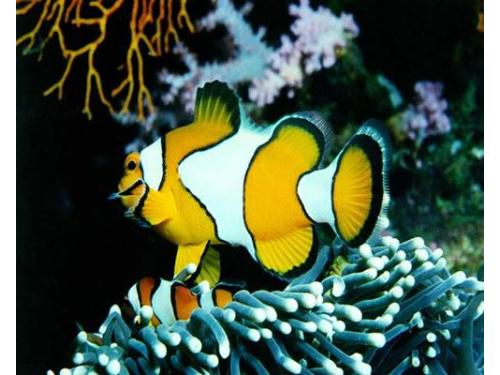 Cairns - barrera de coral