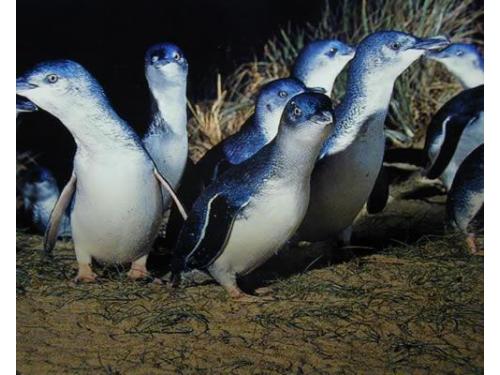 Melbourne - desfile de pingüinos en philip island
