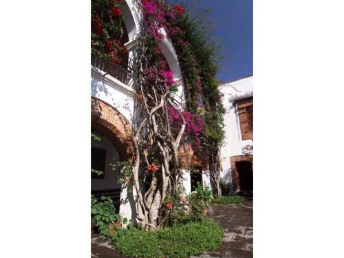 Paredes llenas de flores