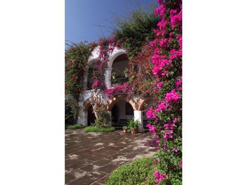 Jardines totalmente floreados