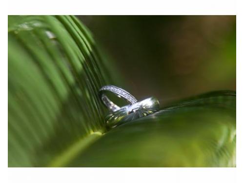 Anillo de los novios