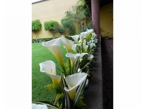 Alcatraces naturales