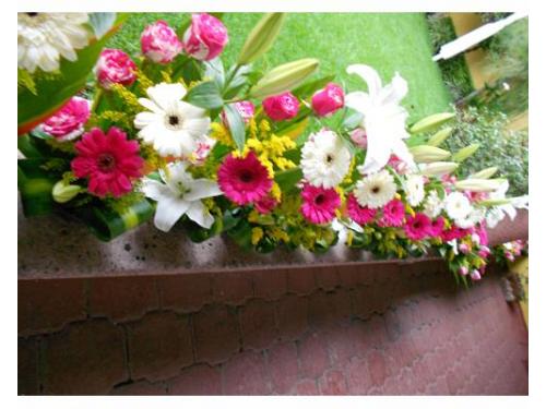 Flores coloridas en el jardín