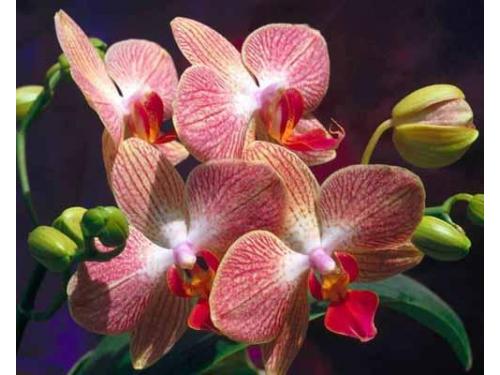 Orquidea hermosa