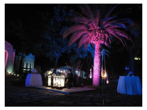 Palmera con iluminación