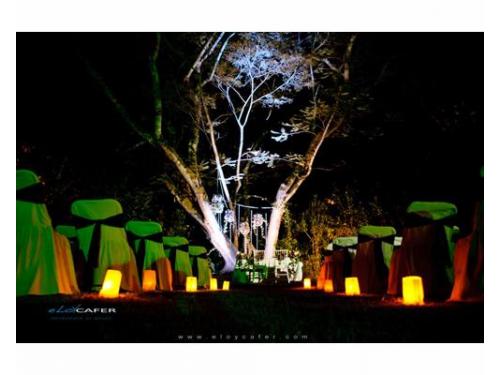 Arbol para ceremonias