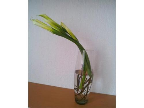 Arreglos para cada ocasión especial