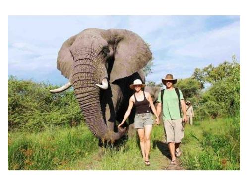 Luna de miel en safari