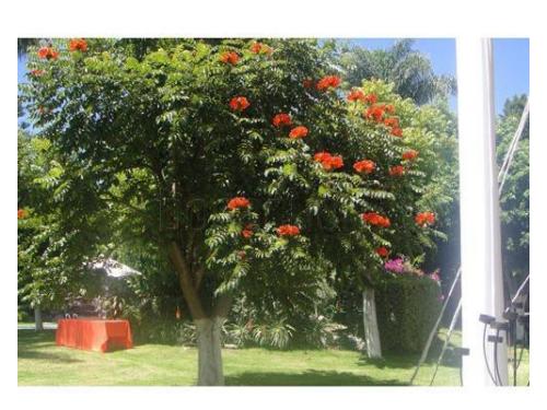 Bellos jardines, bien cuidados y  hermosos